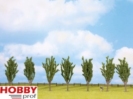 Poplars (7pcs) ~ 12cm