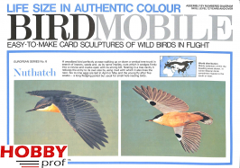 Nuthatch