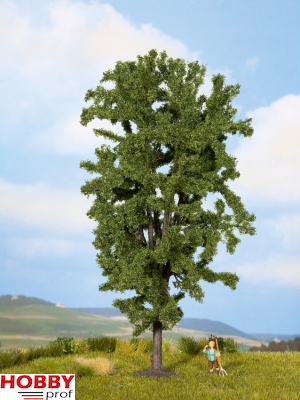 Horse-Chestnut Tree ~ 19cm